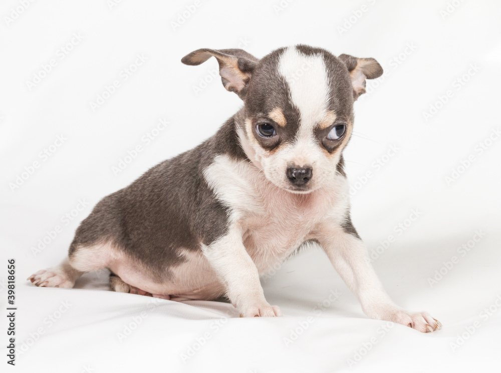 Chihuahua puppy on white background Chihuahua puppy on white background