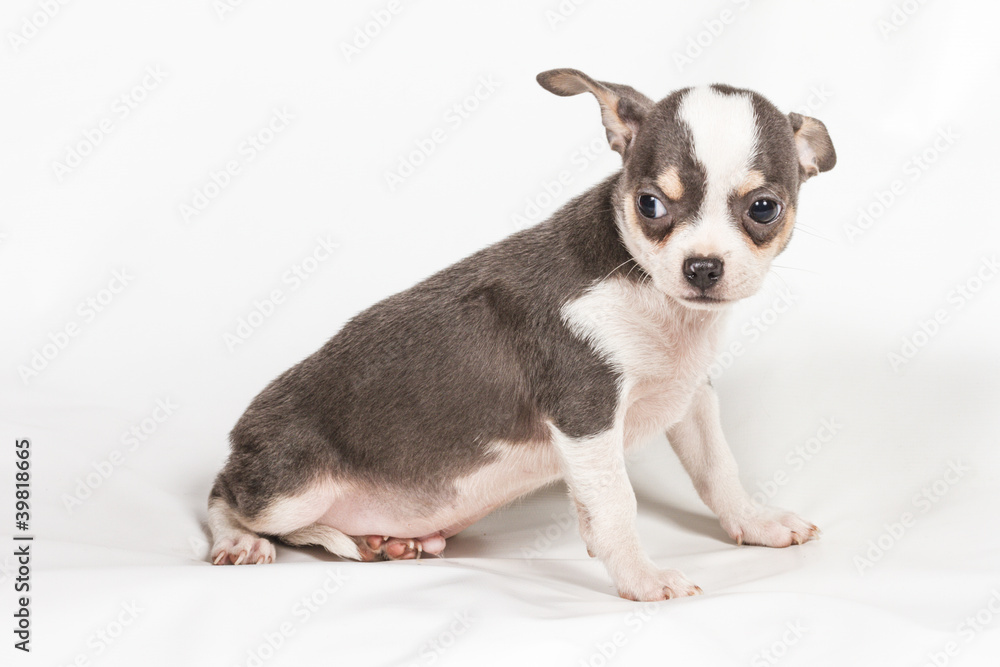 Chihuahua puppy on white background Chihuahua puppy on white background