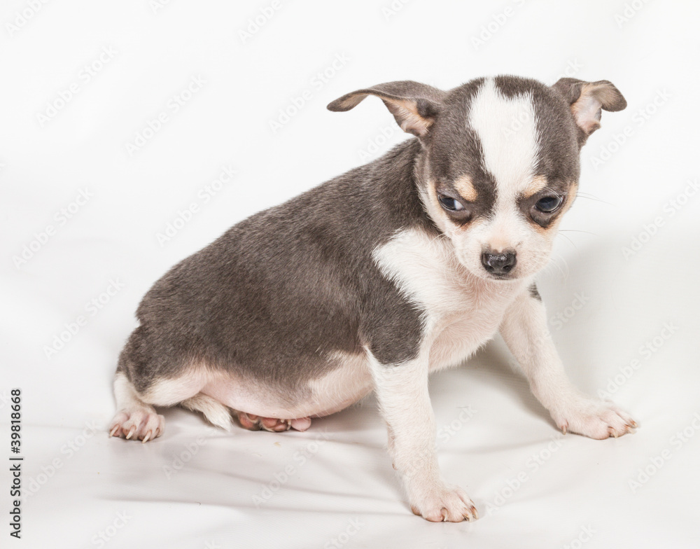 Chihuahua puppy on white background Chihuahua puppy on white background