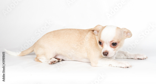 Chihuahua puppy on white background