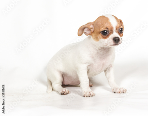 Chihuahua puppy on white background © Andrei Starostin