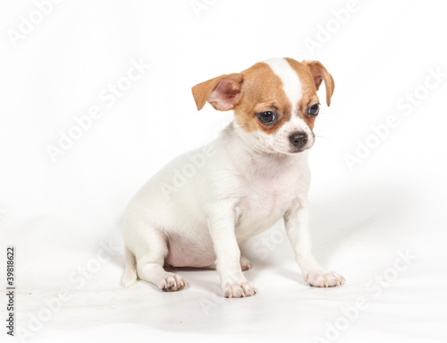 Fototapeta Naklejka Na Ścianę i Meble -  Chihuahua puppy on white background