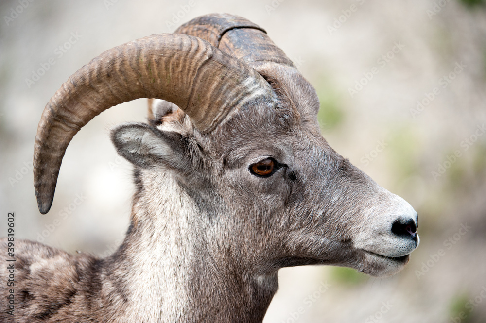 Head of male Bighorn Sheep