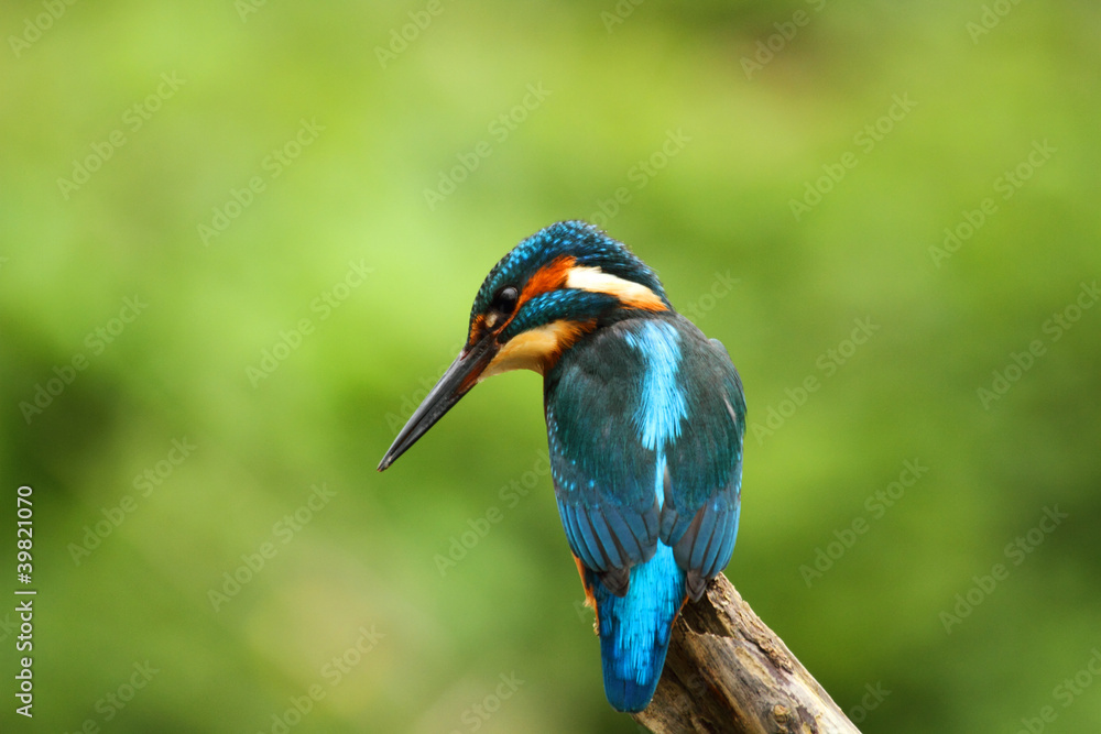 Male Kingfisher - alcedo atthis Male Kingfisher - alcedo atthis