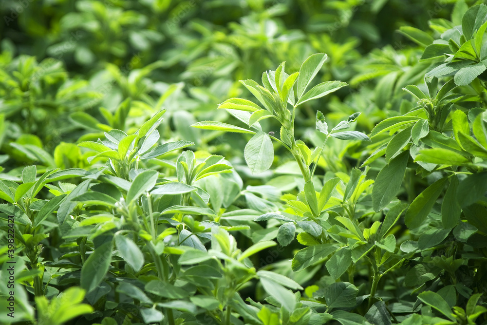 The beautiful backdrop of Lucerne (alfalfa) The beautiful backdrop of Lucerne (alfalfa)