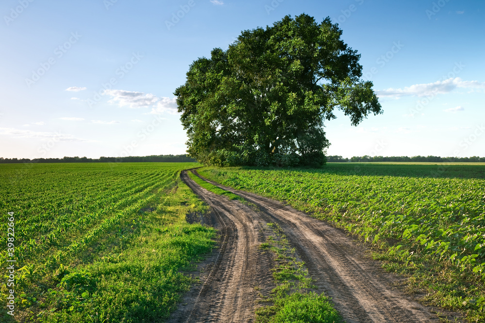 Country road through green fields and rows of trees in spring