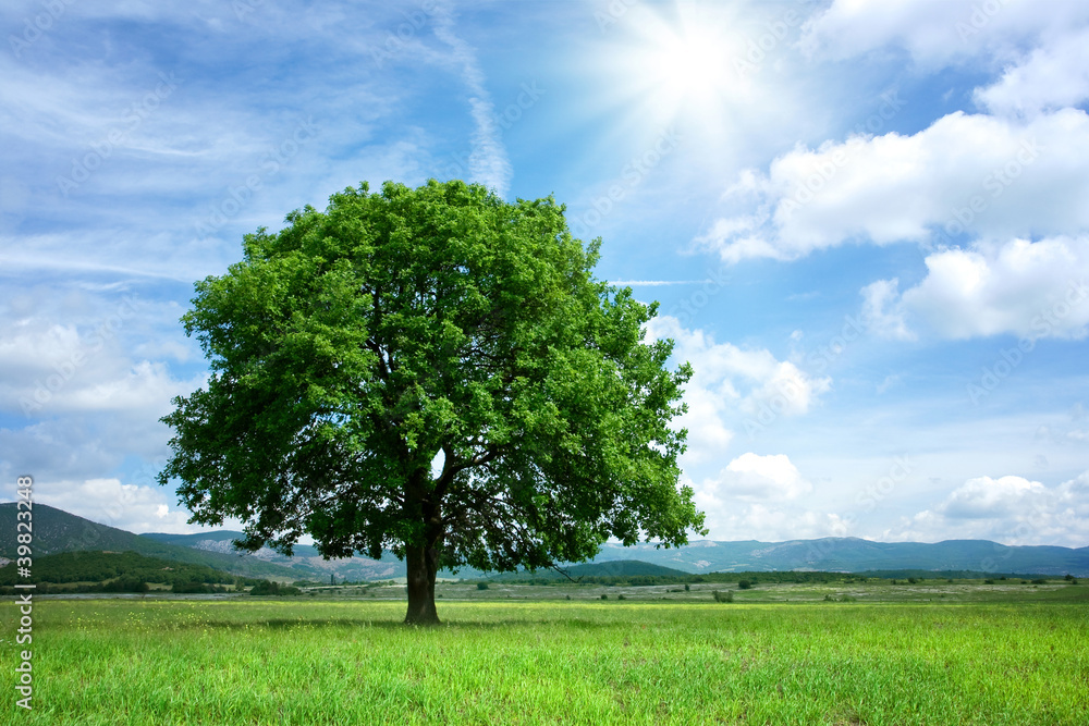 Obraz premium Drzewo na zielonym polu