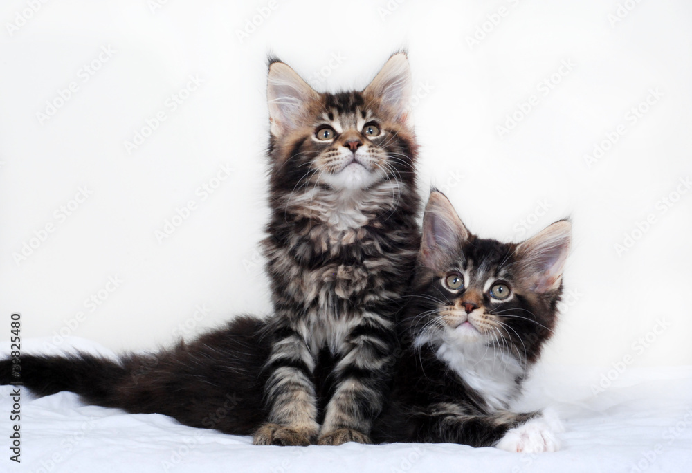 Fototapeta premium Maine Coon Kittens