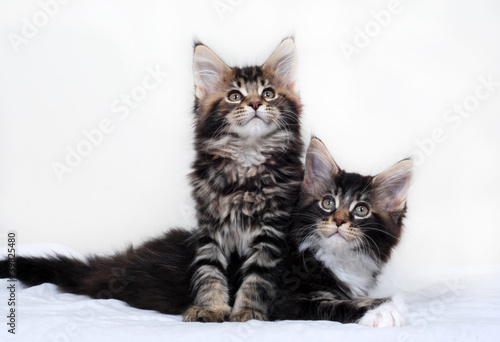 Maine Coon Kittens © ckellyphoto