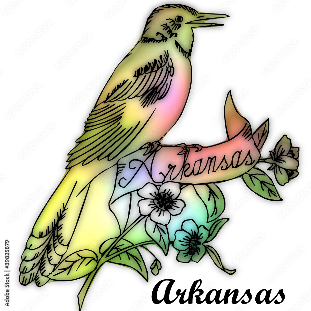 arkansas state bird Stock Vector Adobe Stock