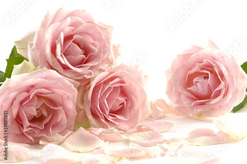 Close up of the pink rose petals