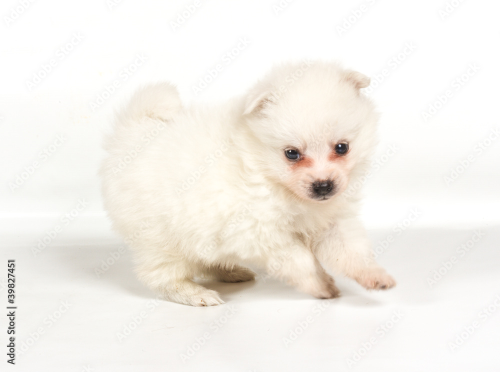 Pomeranian dog isolated on a white background Pomeranian dog isolated on a white background