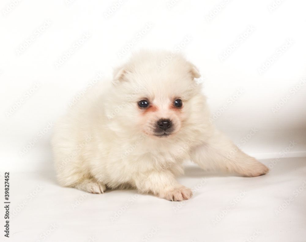 Pomeranian dog isolated on a white background Pomeranian dog isolated on a white background