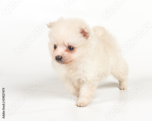 Pomeranian dog isolated on a white background © Andrei Starostin