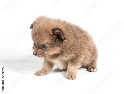 chihuahua puppy in front of a white background © Andrei Starostin