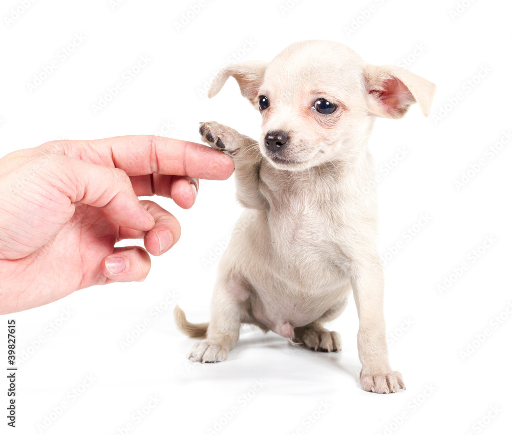 chihuahua puppy in front of a white background chihuahua puppy in front of a white background