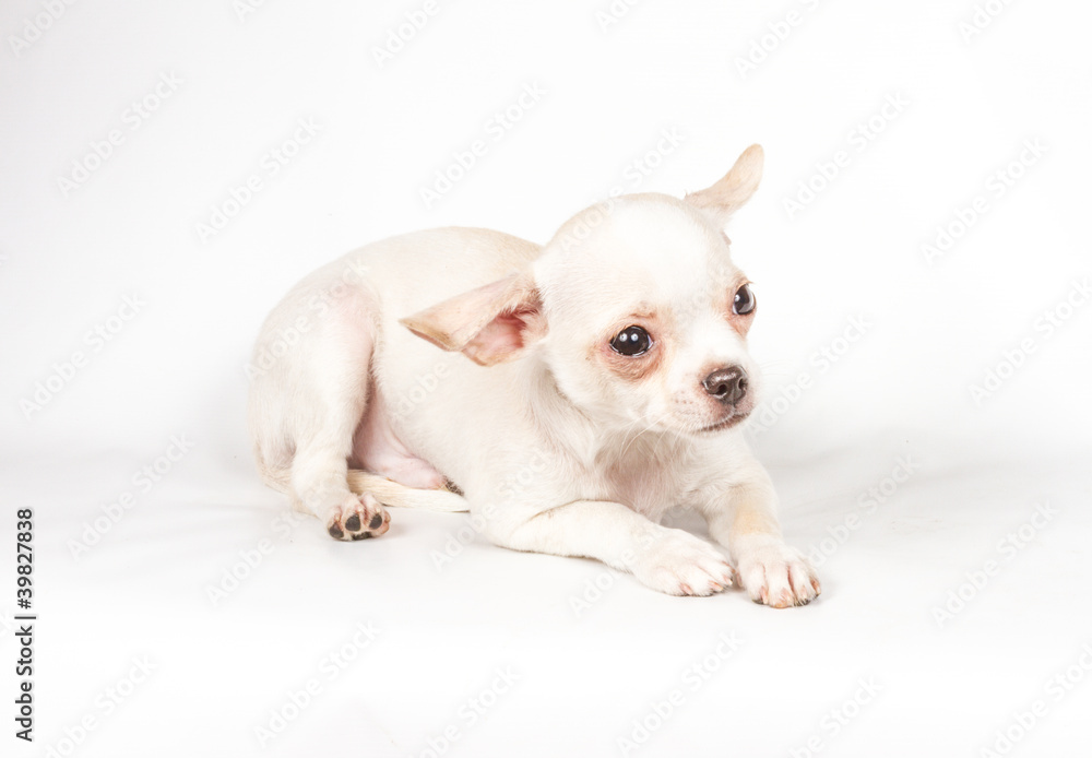 Chihuahua puppy on white background Chihuahua puppy on white background