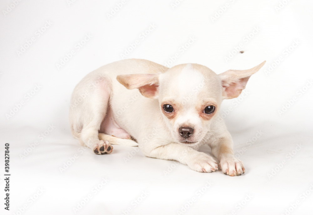 Chihuahua puppy on white background