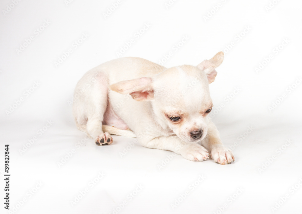 Chihuahua puppy on white background
