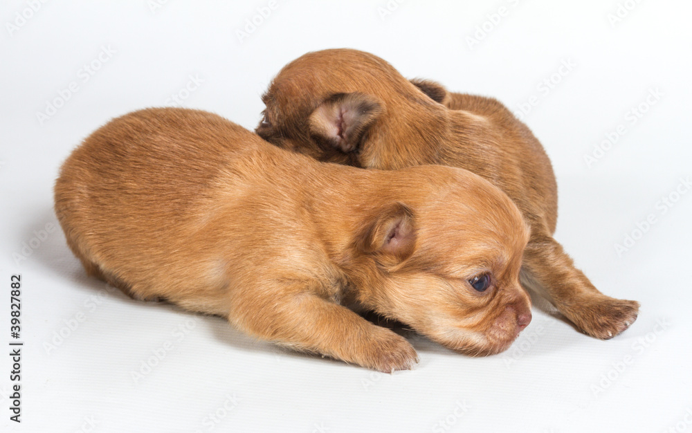 Chihuahua puppy on white background Chihuahua puppy on white background
