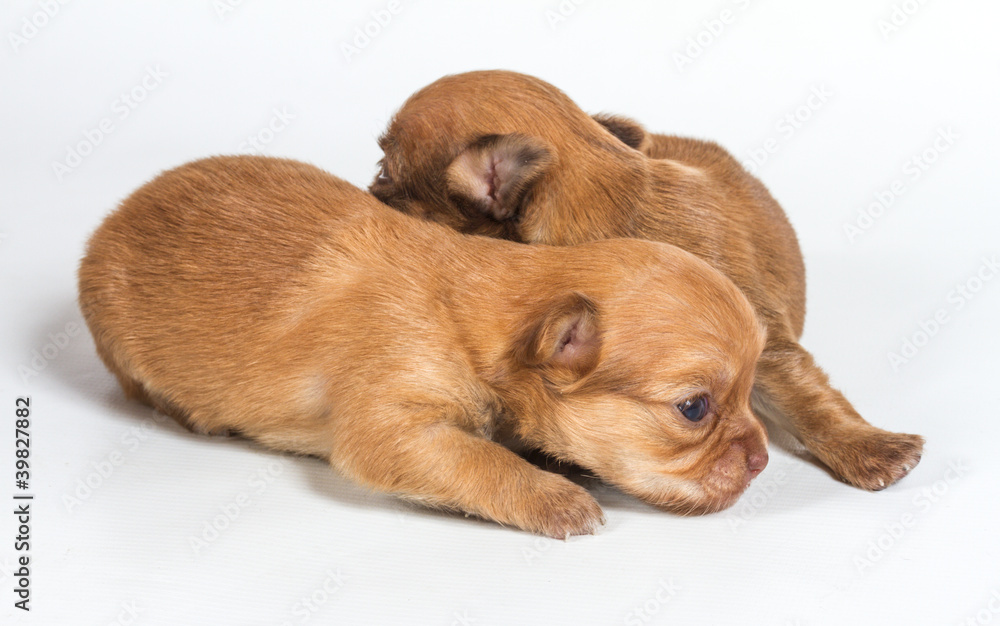 Chihuahua puppy on white background