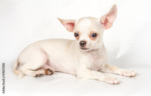 Chihuahua puppy on white background © Andrei Starostin