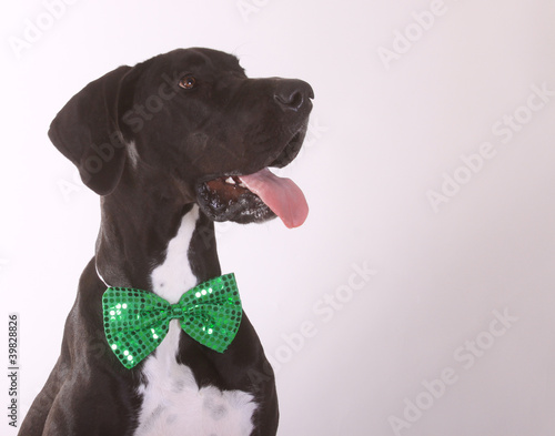 Great Dane with St. Patrick's Day bow tie.