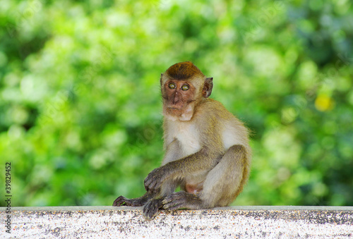 monkey © Pakhnyushchyy
