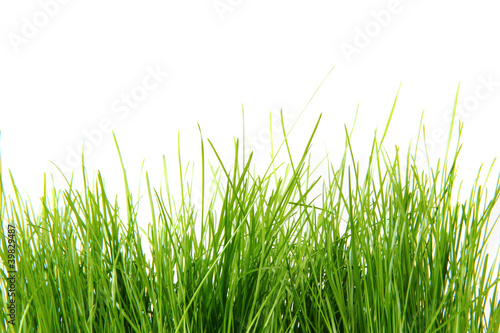 spring aeastr green grass isolated on the white background