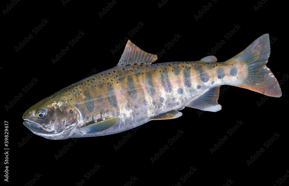 Fototapeta premium Small salmon 7
