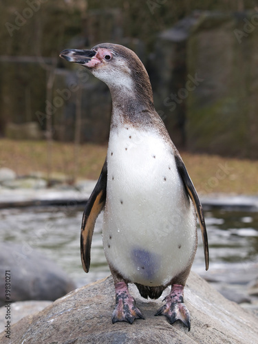 Whole body of Humboldt penguin - Spheniscus Humboldti