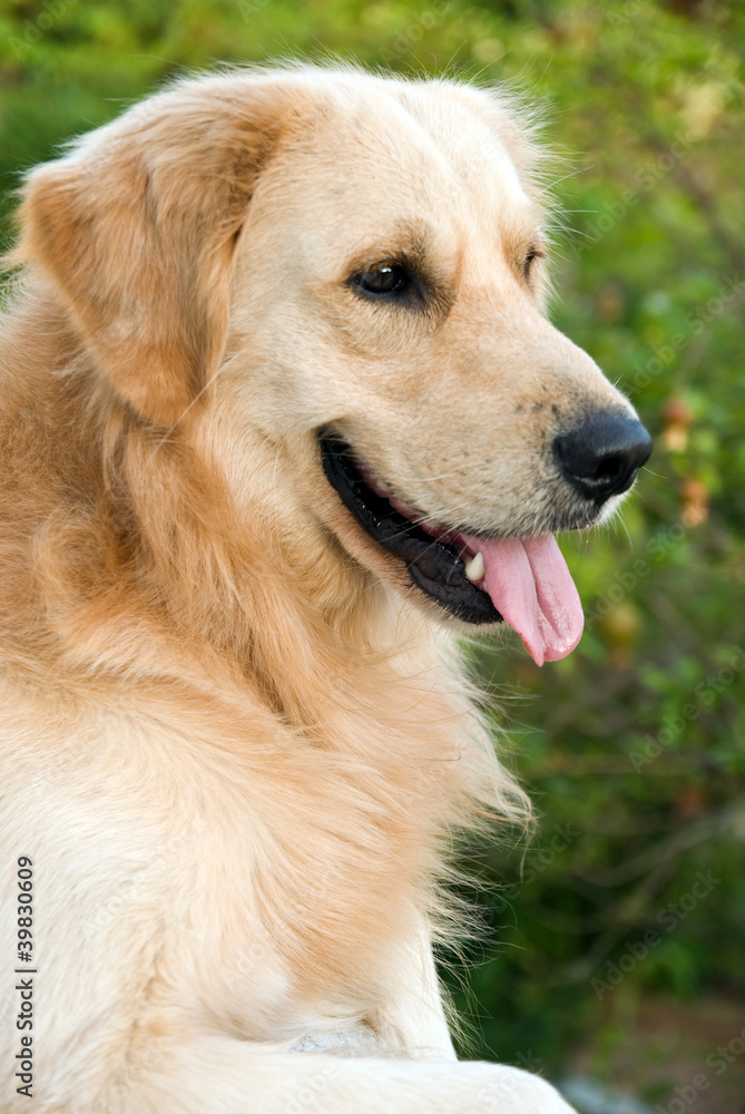 Golden Retriever