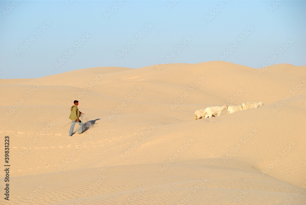 sahara occidental berger et ses moutons 2 sahara occidental berger et ses moutons 2
