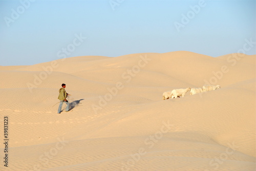 sahara occidental berger et ses moutons 2