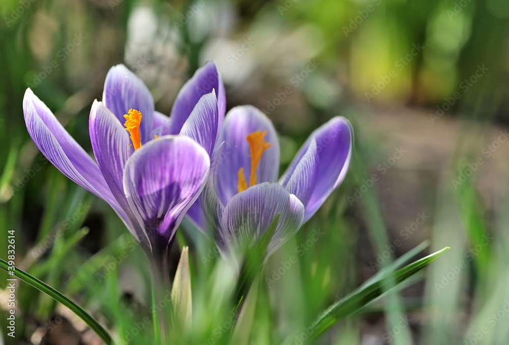 crocuses crocuses