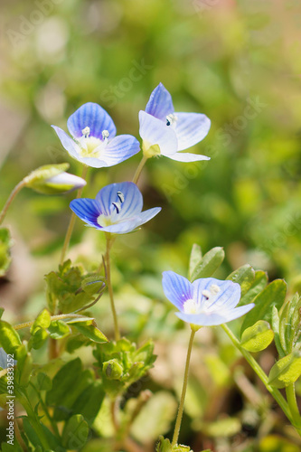 オオイヌノフグリ