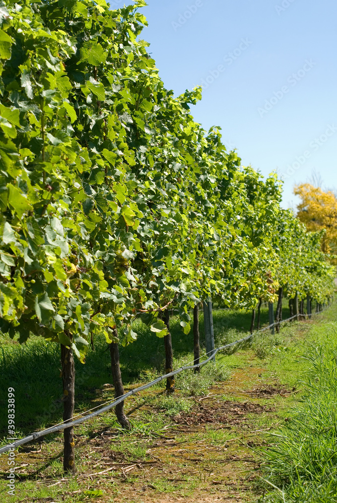 Vineyard Scene