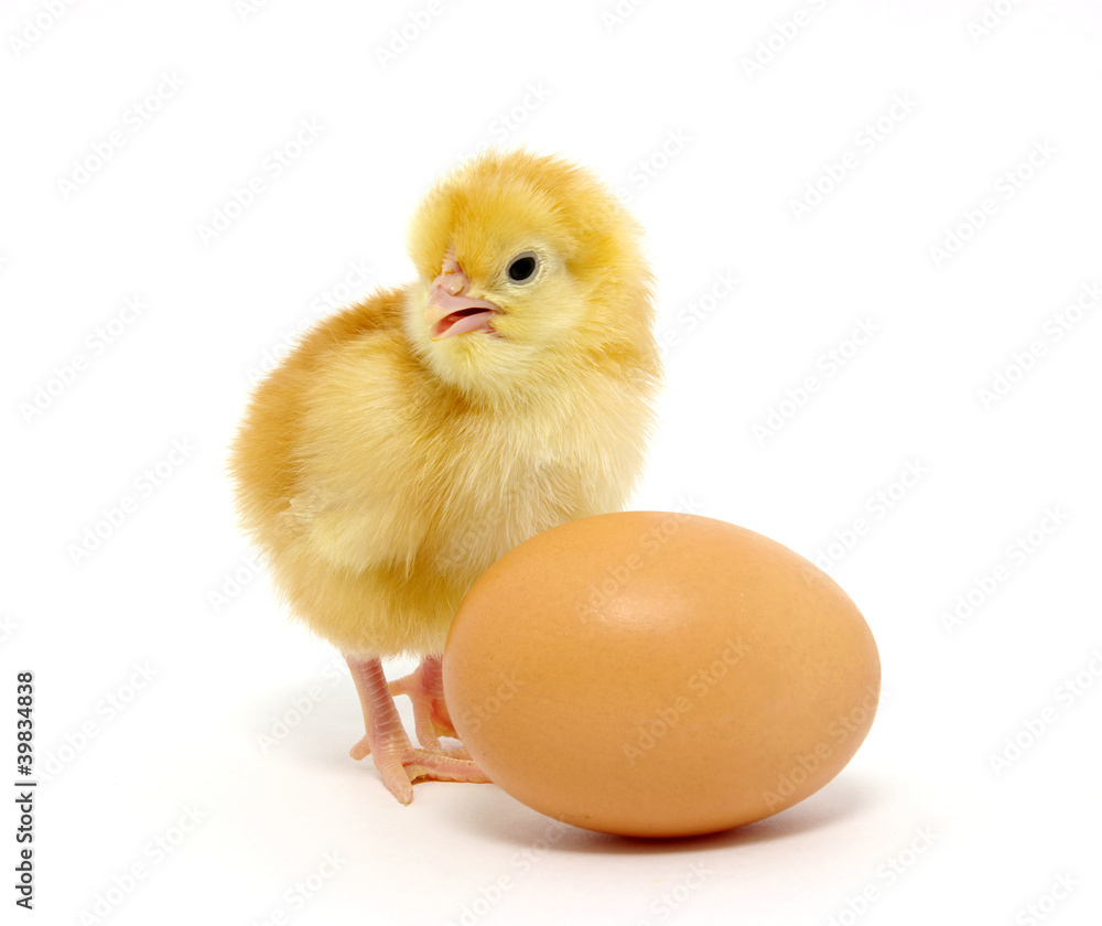 chicken chicken
