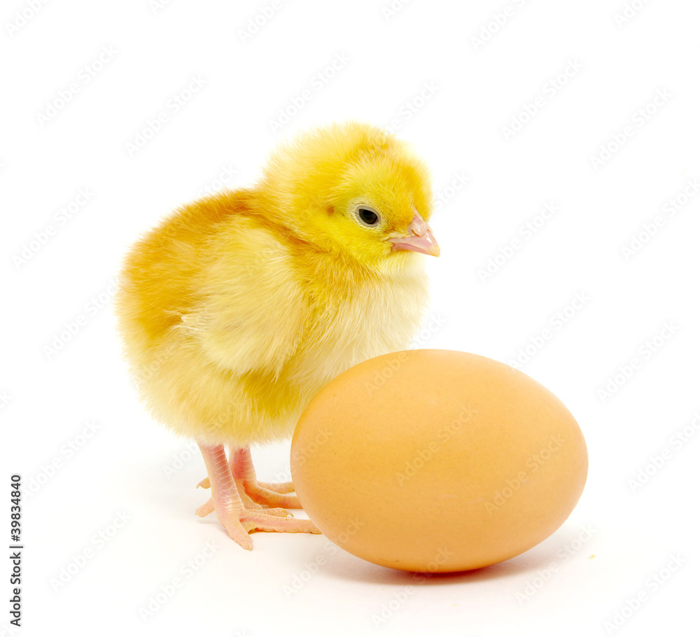 chicken chicken