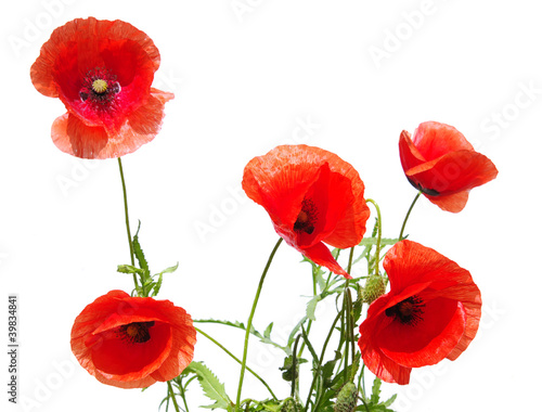 beautiful red poppies