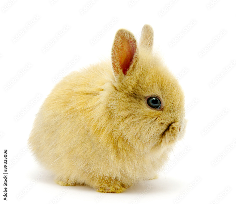 Small brown rabbit