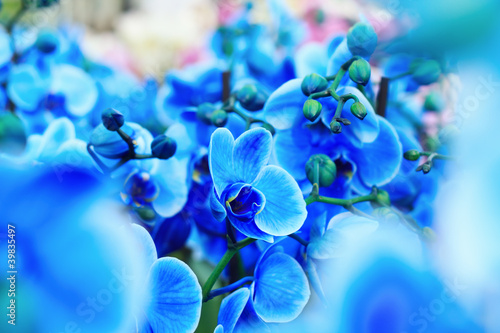 Blue Orchid photo