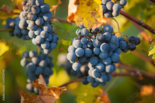 Red bunches of grape in the vineyard before the harvest  3 