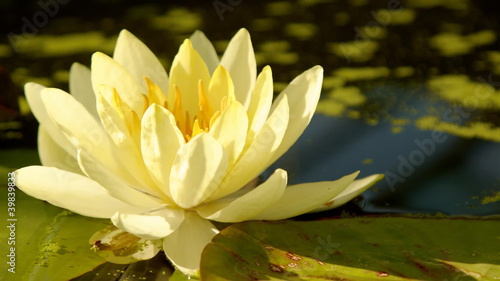 Time lapse opening of water lily flower