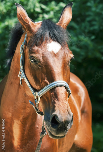portrait of beautiful relax  sportive  mare