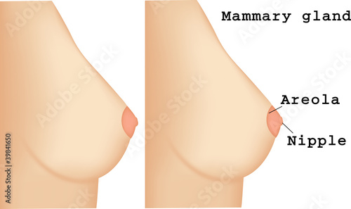 Mammary gland