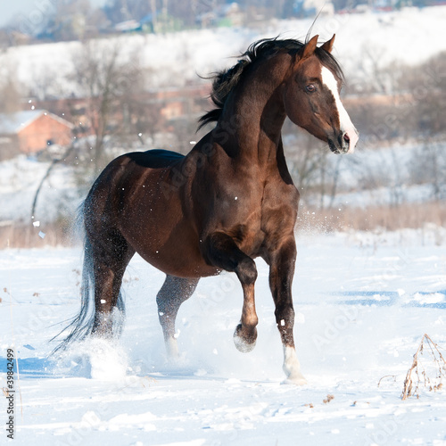 Slika na platnu Welsh pony stallion runs gallop in winter