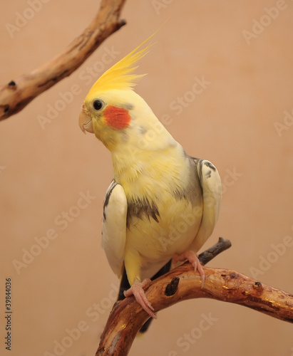 cockatiel on a branch