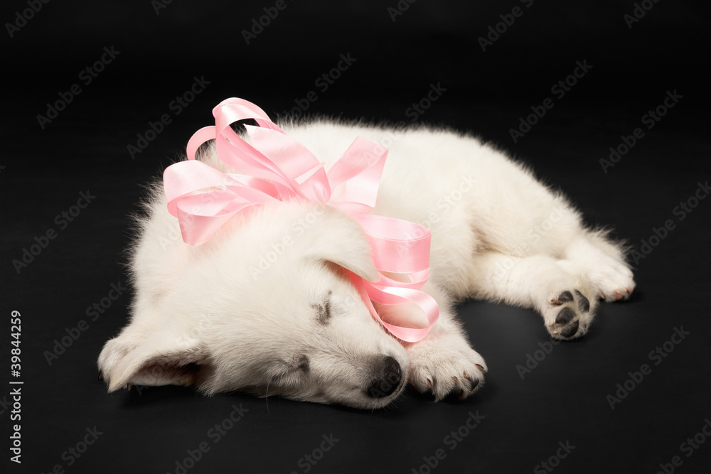 Puppy of the white sheep-dog with a bow on a neck Puppy of the white sheep-dog with a bow on a neck