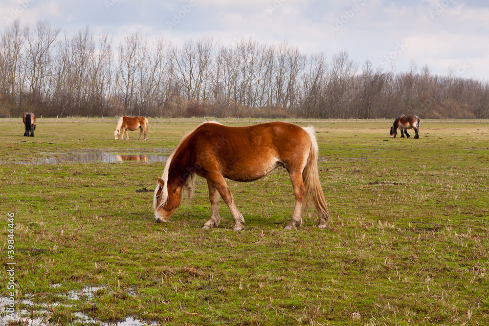 Grazing brown horses at a wet grassland